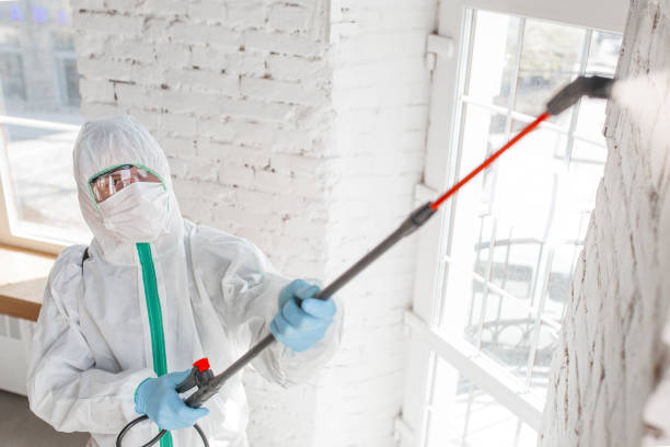 Best Black Mold Removal  in Myrtle Grove, FL