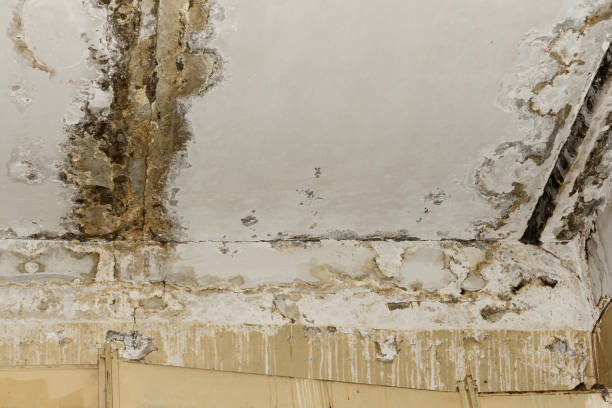 Best Post-Remediation Verification Testing  in Myrtle Grove, FL