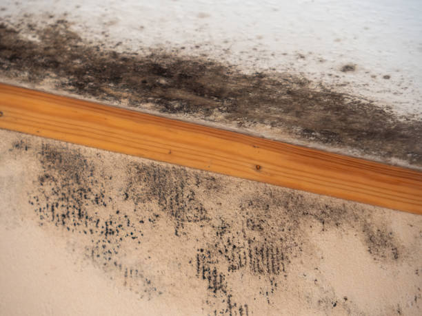 Best Crawl Space Mold Remediation  in Myrtle Grove, FL