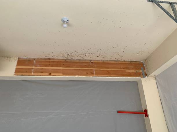 Forensic Mold Investigation in Myrtle Grove, FL