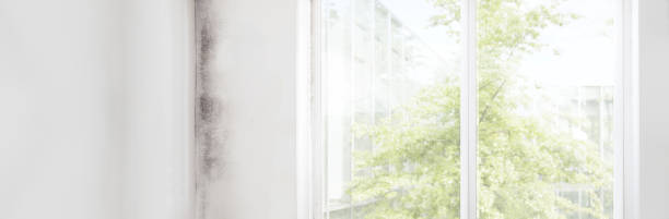Best Mold Damage Restoration  in Myrtle Grove, FL