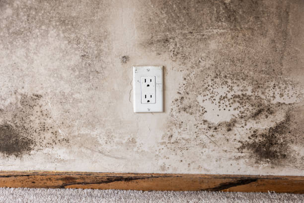 Best Mold Removal for HVAC Installations  in Myrtle Grove, FL