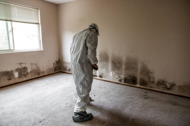 Best Mold Odor Removal Services  in Myrtle Grove, FL