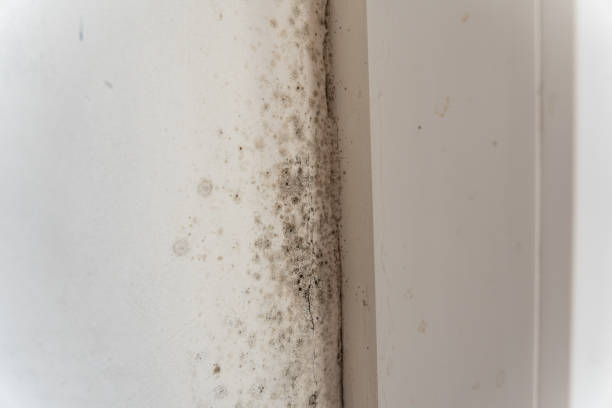 Best Biohazard Mold Removal  in Myrtle Grove, FL
