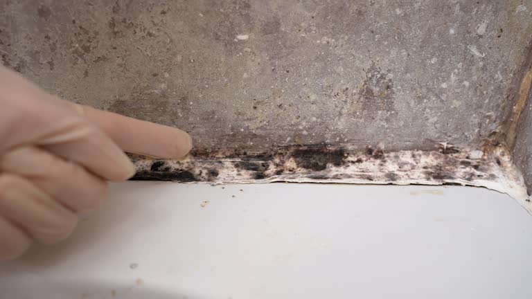 Mold Removal for HVAC Installations in Myrtle Grove, FL