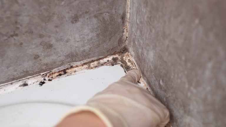 Best Asbestos and Lead Testing During Mold Inspection  in Myrtle Grove, FL